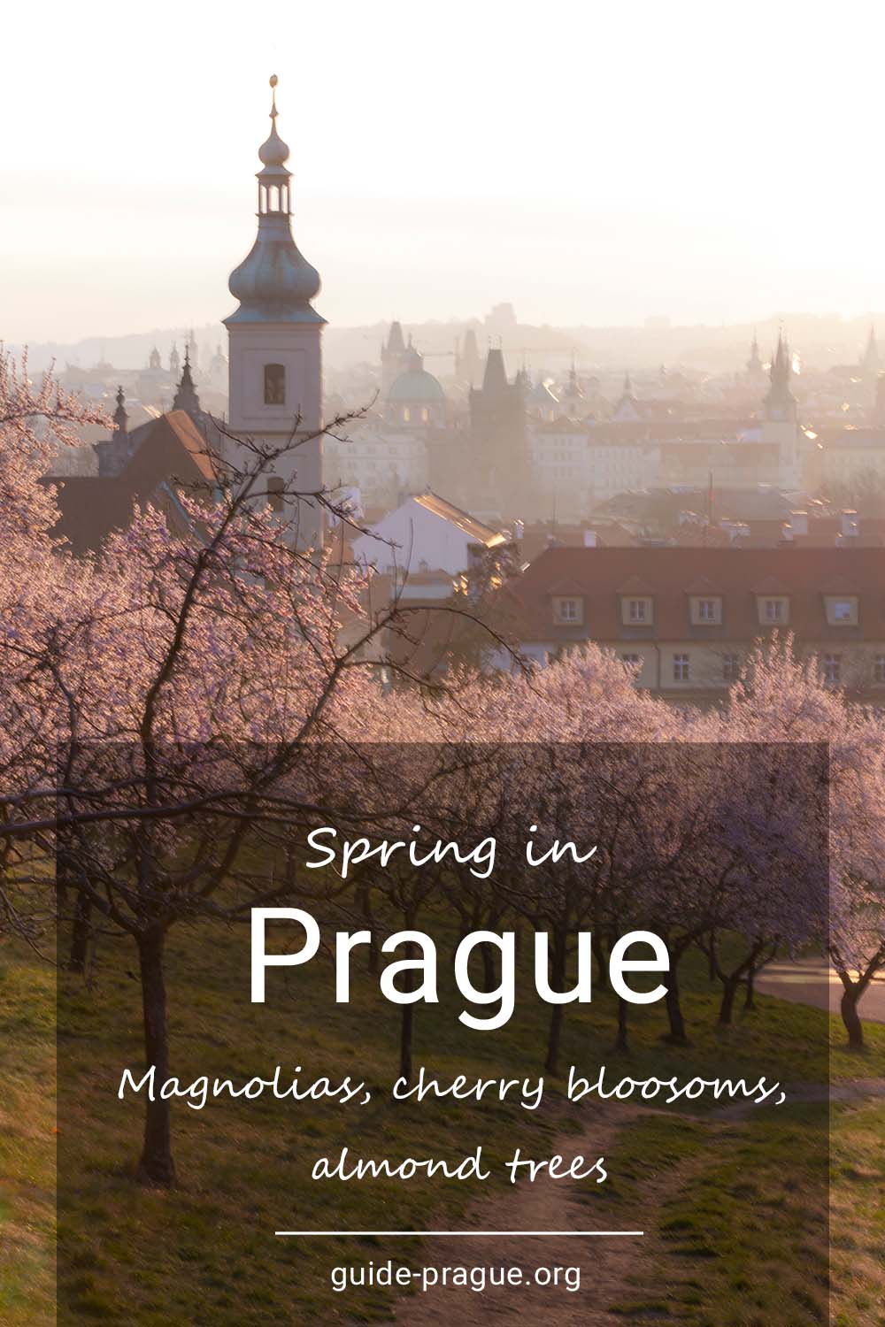 Kde v Praze najít kvetoucí sakury a magnólie?