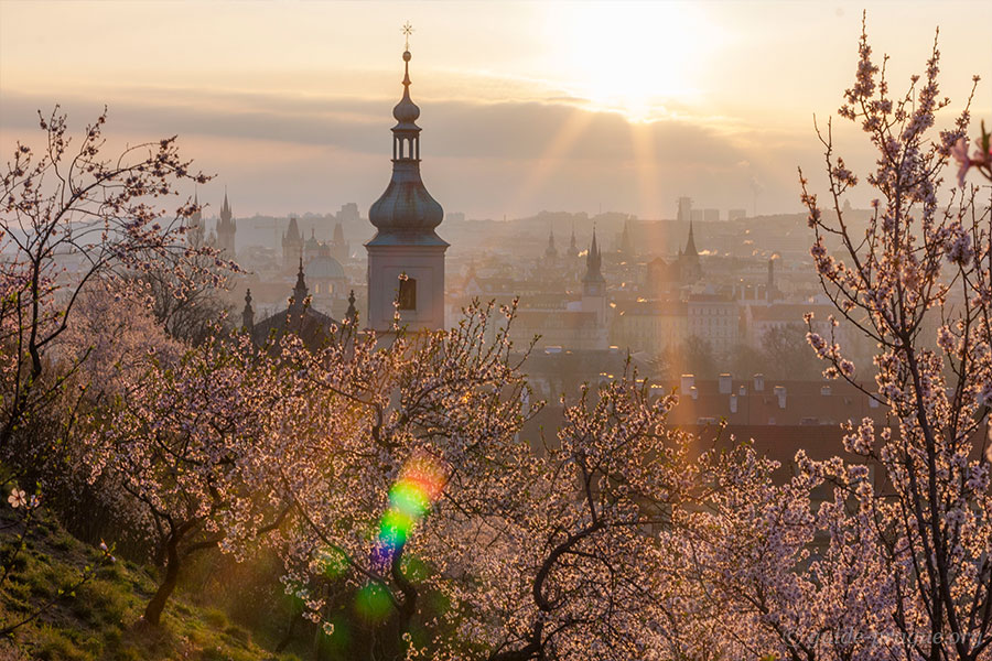 Где найти цветущие сакуры и магнолии в Праге?