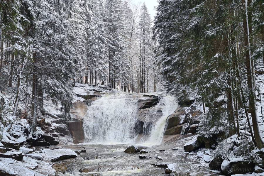 Mumlava waterfall surrounded by snow-covered trees in a winter landscape in Krkonoše.