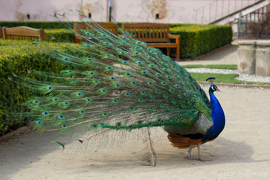 Photo of a peacock in Vojan Garden