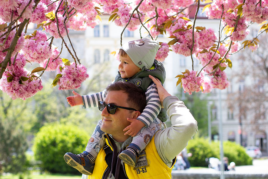 Фотография ребёнка с отцом, которые любуются сакурами на площади Йиржи из Подебрад