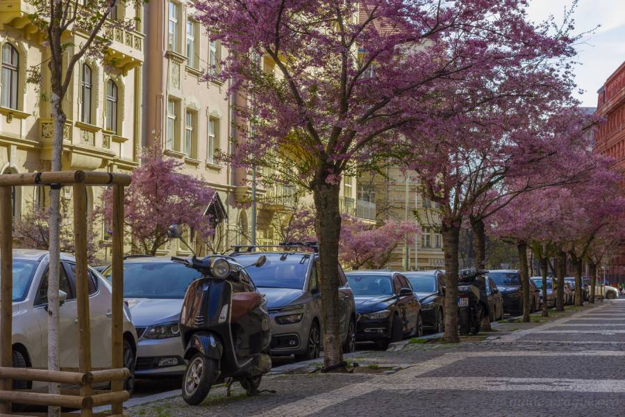 Припаркованные автомобили и скутер под цветущими деревьями на улице Na Švihance.
